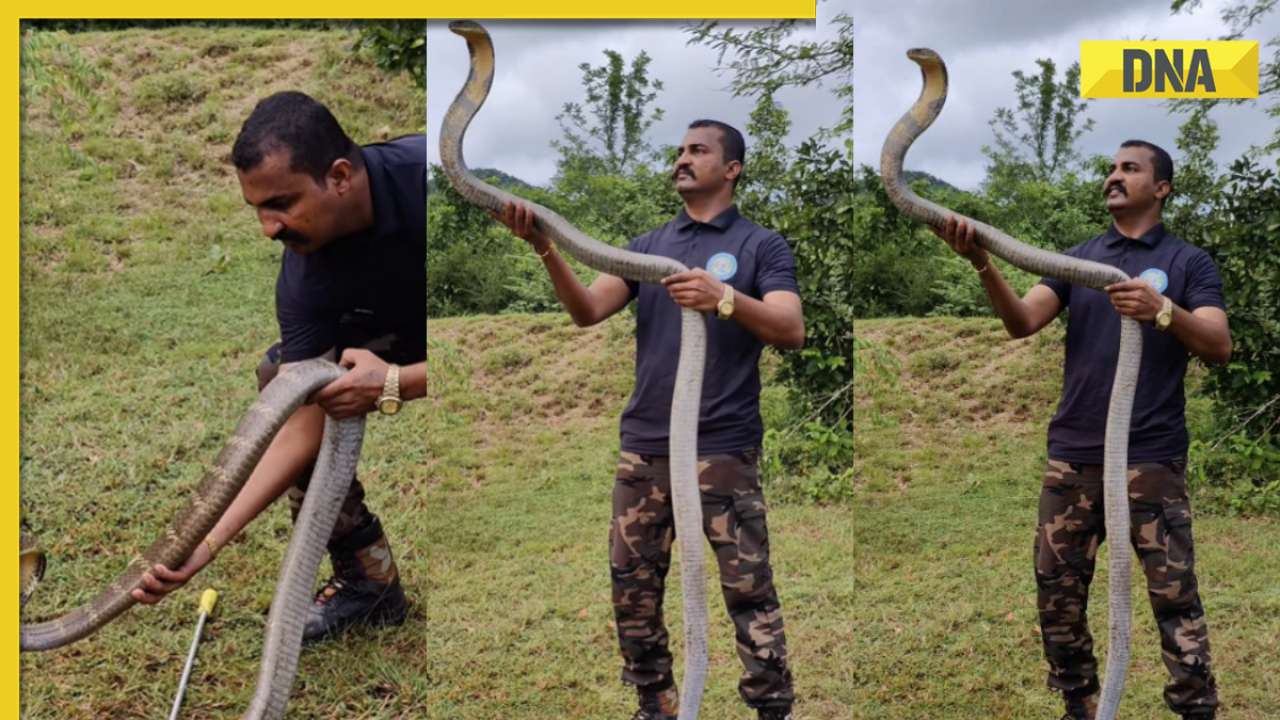 Man captures monstrous king cobra nearly double his size in viral video, internet is shocked