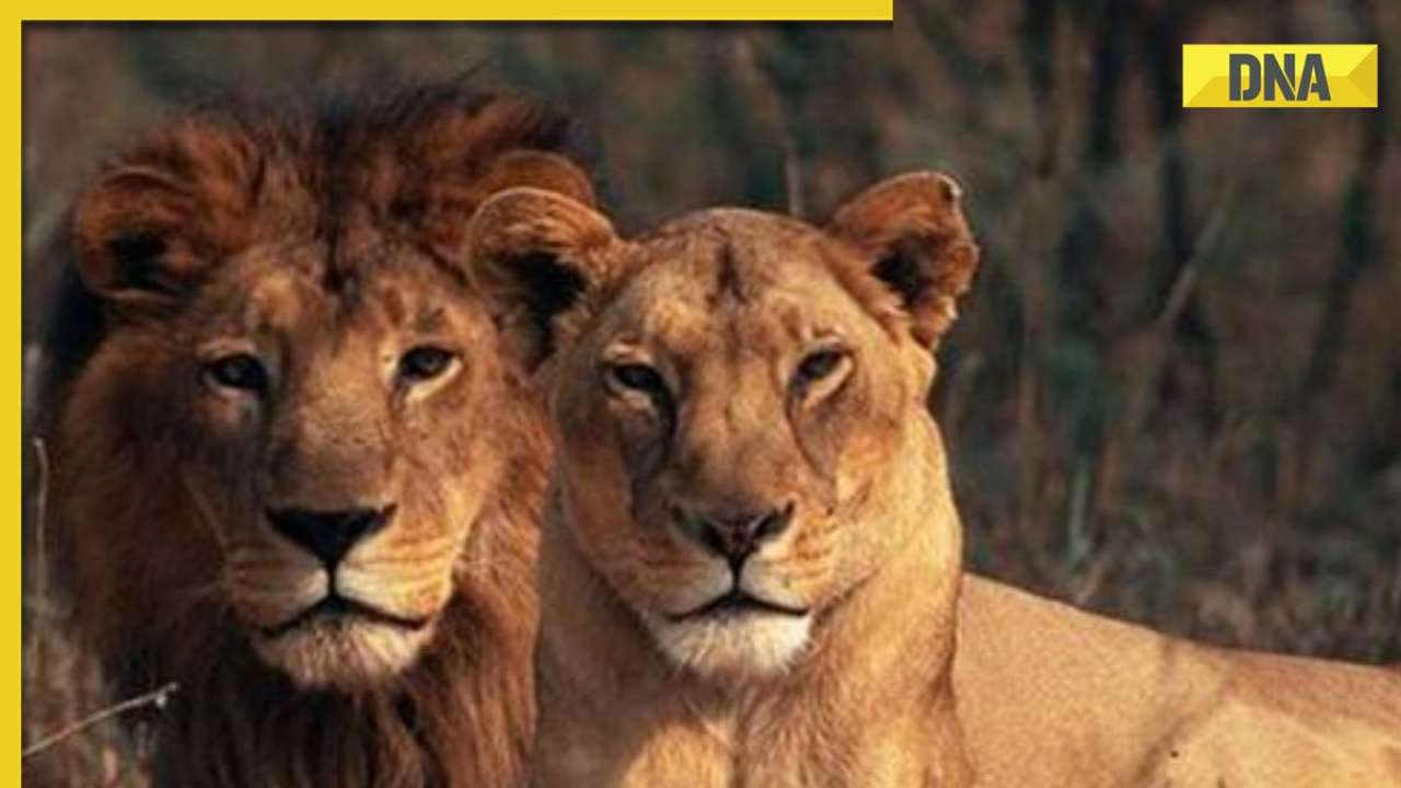 VHP moves court after lioness 'Sita' is housed with lion 'Akbar' at Bengal safari