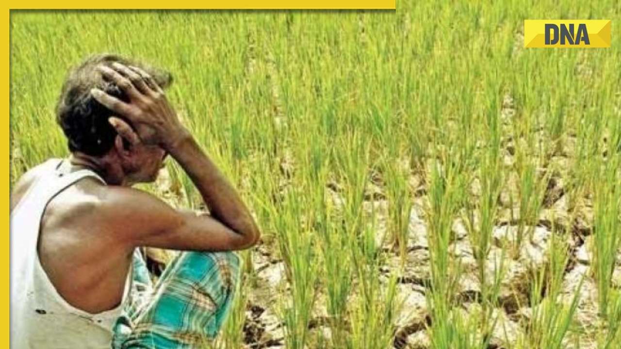 DNA Explainer: Why Centre wants crop diversification in Punjab