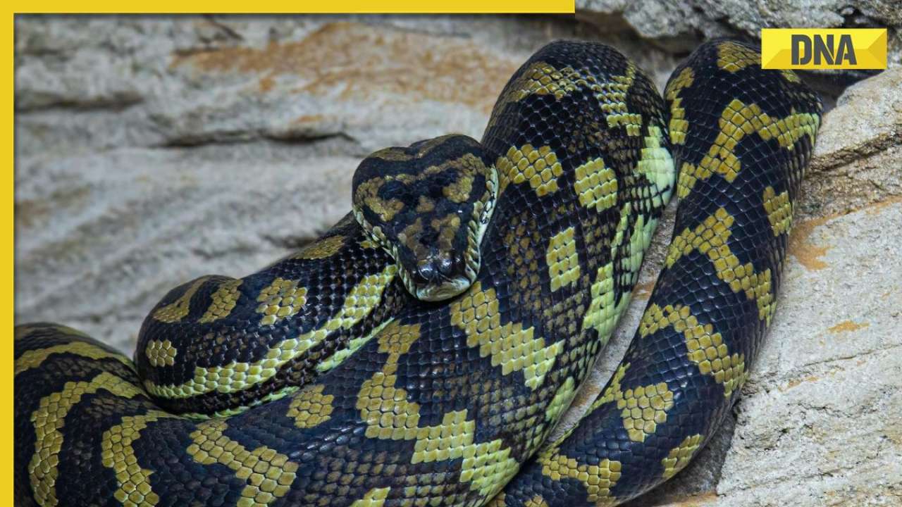 Word's largest snake found in Amazon forest with its face the size of...