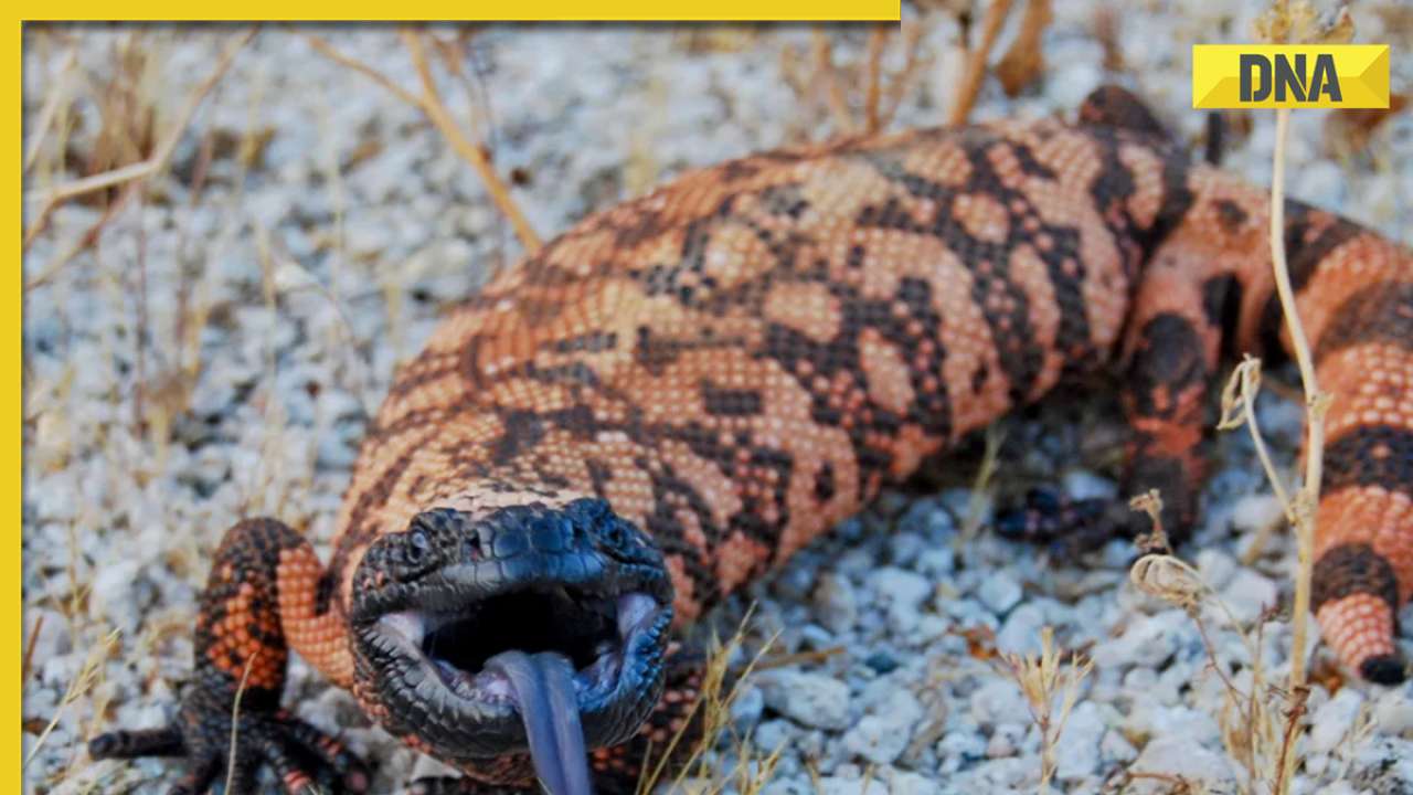 Man dies after bite from illegally kept Gila monster, details here