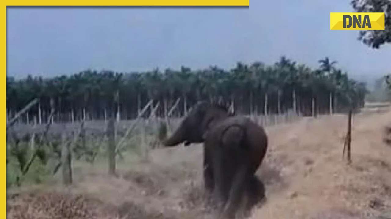 Mother elephant 'thanks' forest officials for rescuing her baby jumbo trapped in canal, video goes viral