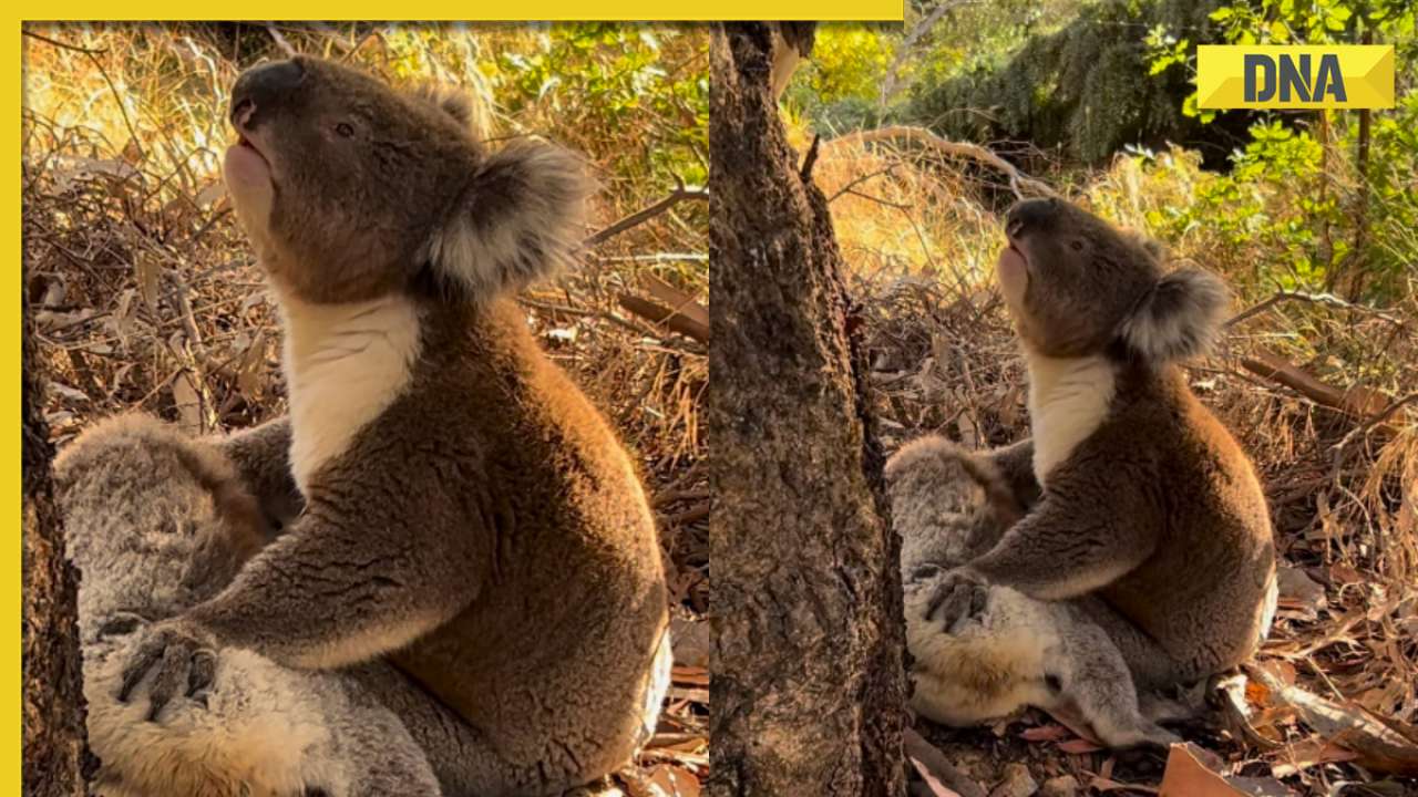 Koala embraces lifeless body of its mate, viral video leaves internet in tears 