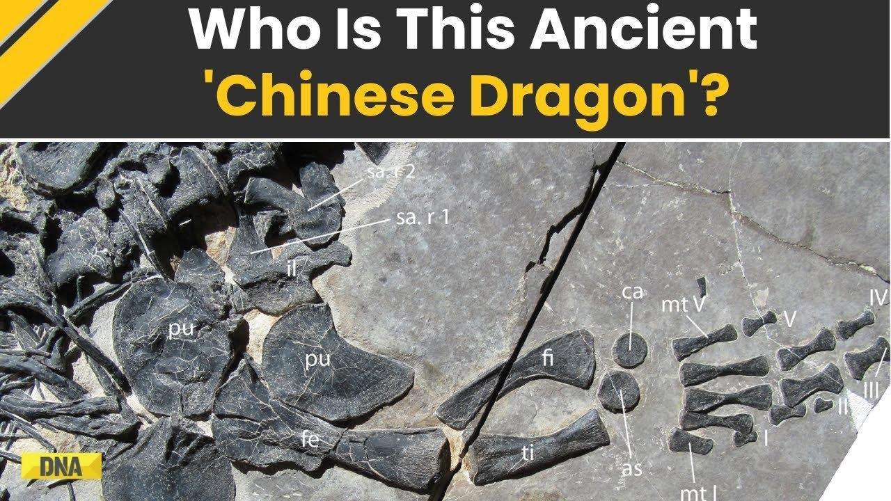 Scientists Unveil 240-Million-Year-Old Dragon-Like Reptile Known As Chinese Dragon