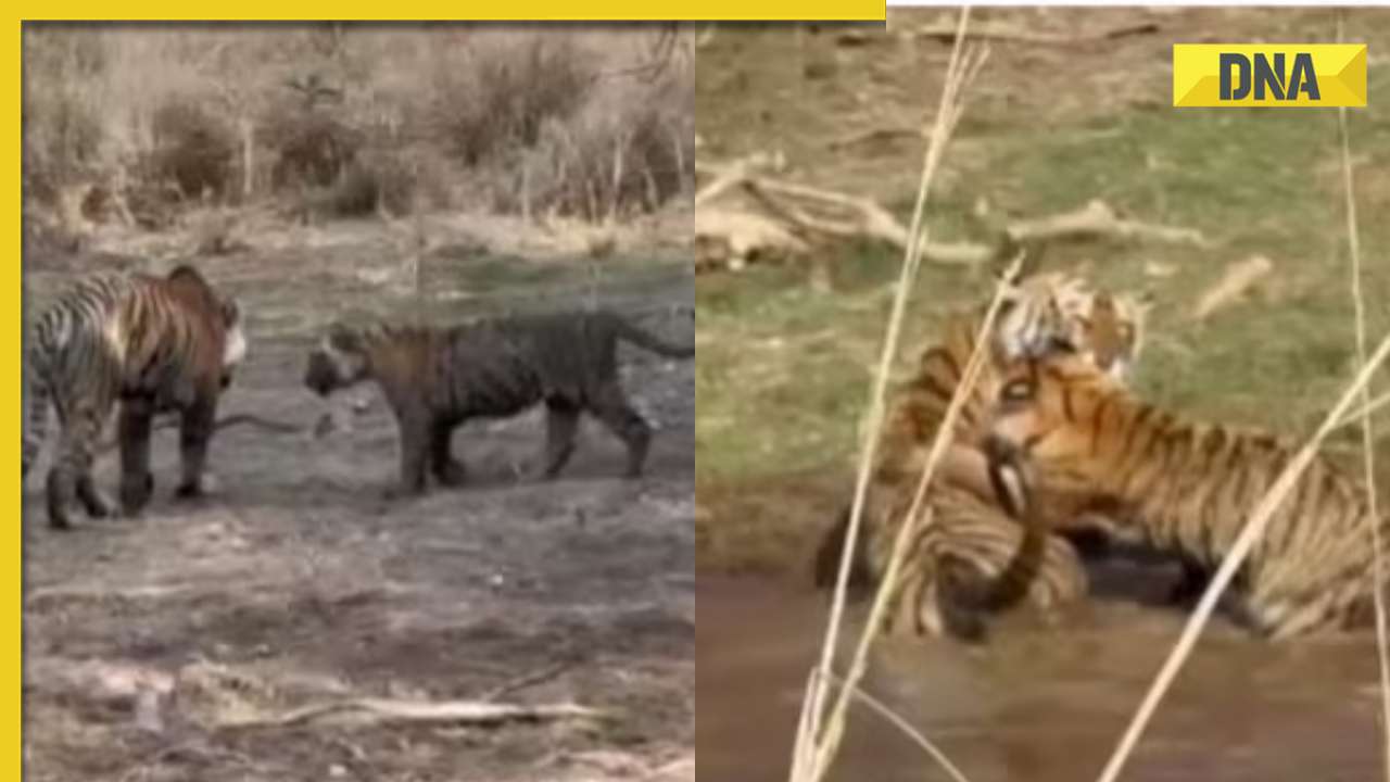 Viral video: Tigress Riddhi and cubs' playful splash at Ranthambore National Park delights internet