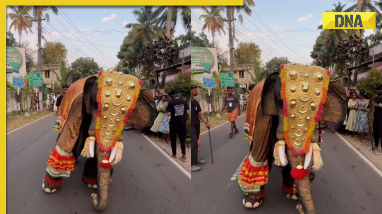 Viral video: Mascot dressed as elephant groooves to ‘Kaavaalaa’, internet is impressed