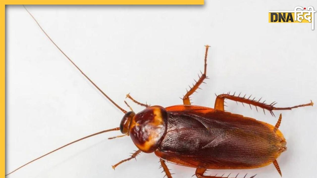 Cockroach Found In Lungs: मरीज के Lungs में पहुंचा Cockroach, खतरे में पड़ी जान, देखकर डॉक्टर भी हुए हैरान