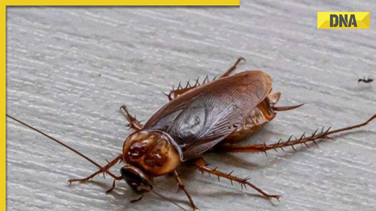 Doctors pull out cockroach from lungs of man struggling with severe breathing issues