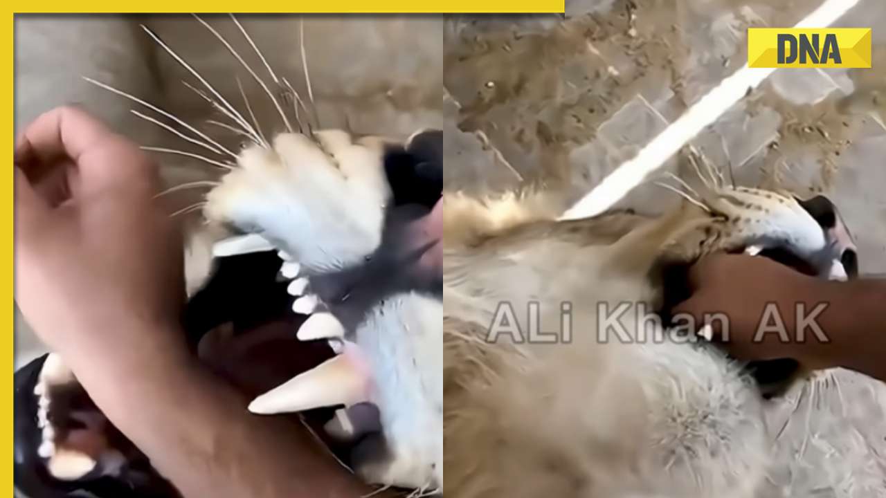 Viral video: Man puts his hand inside lion's mouth, internet is shocked