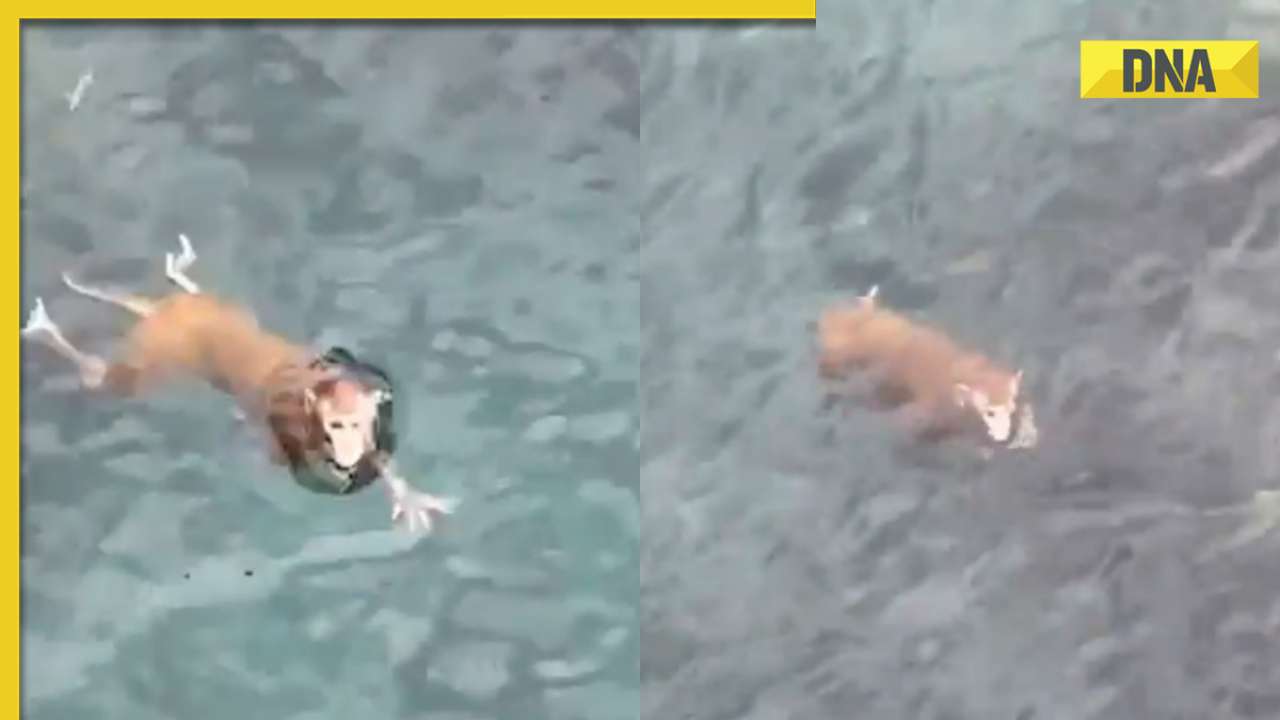 Viral video shows monkey swimming like a pro, internet is stunned