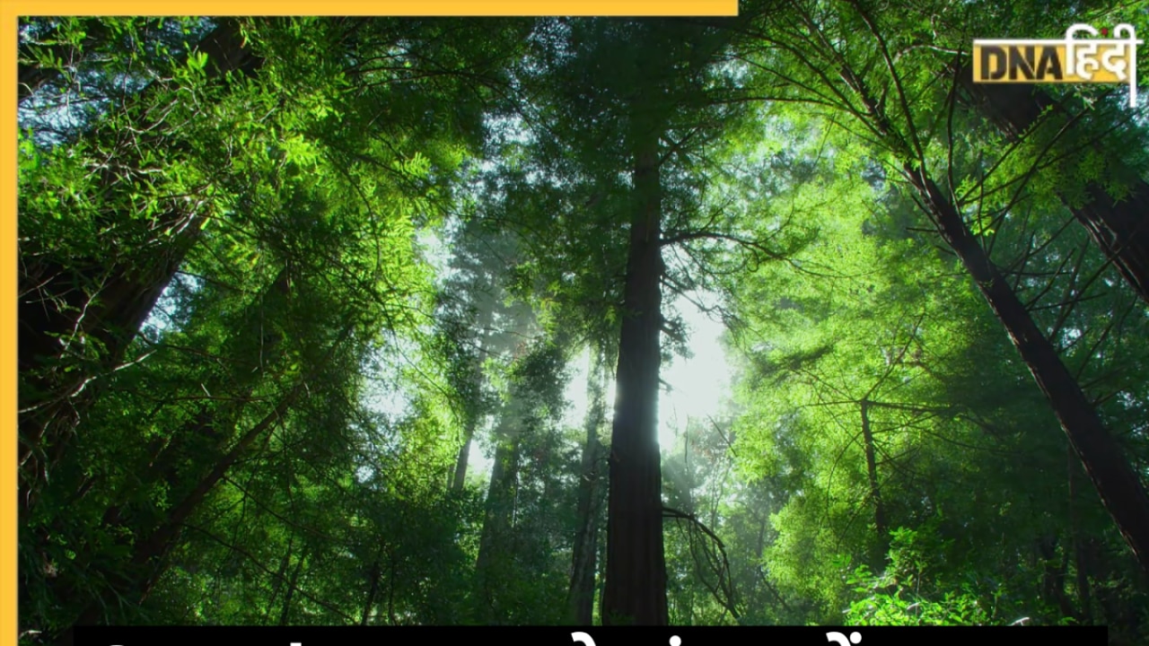 Google Map ने बताया ऐसा रास्ता, हफ्तों तक जंगल में भटकते रहे टूरिस्ट
