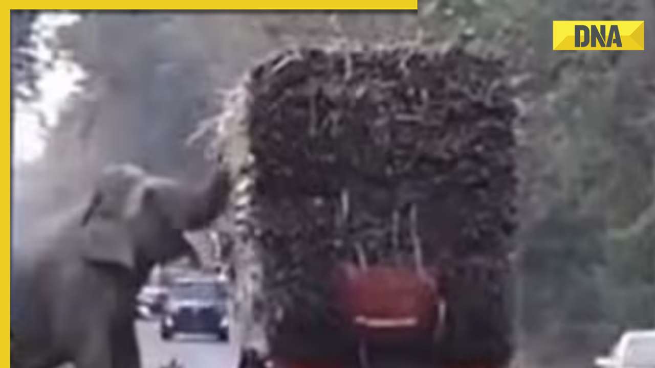 Viral video: Elephant stops trucks to steal sugarcane, internet reacts