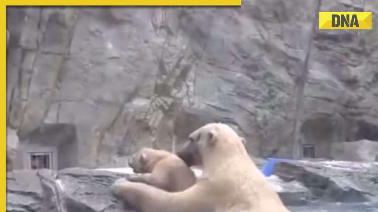 Mother polar bear rescues cub from drowning, viral video wins internet
