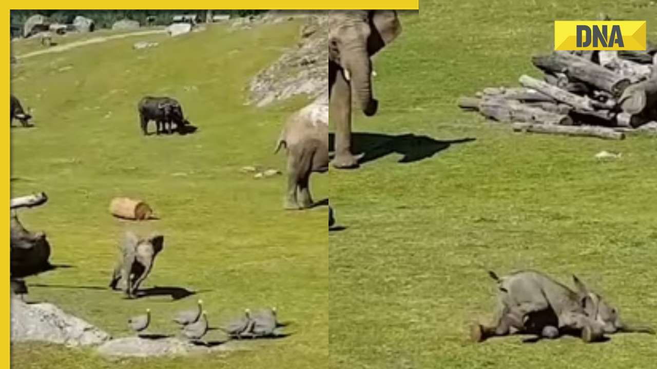 Viral video: Baby elephant tumbles while chasing birds, quickly reunites with mama; watch