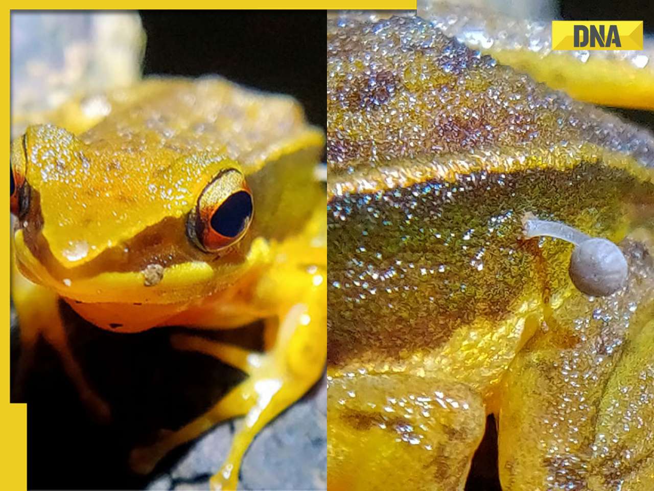 Researchers left baffled by discovery of frog with mushroom sprouting from skin, details inside