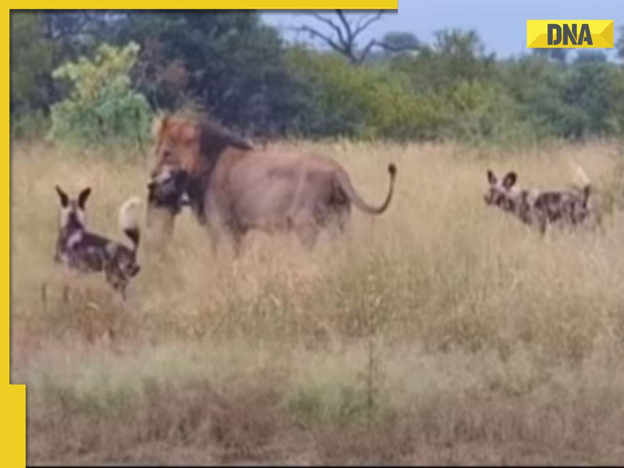 Viral video: Wild dogs helplessly witness lion's deadly attack on their 'brother', internet reacts