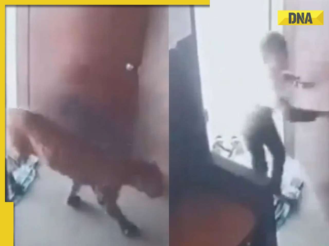 Watch: Quick-thinking 12-year-old boy locks leopard in room, video goes viral