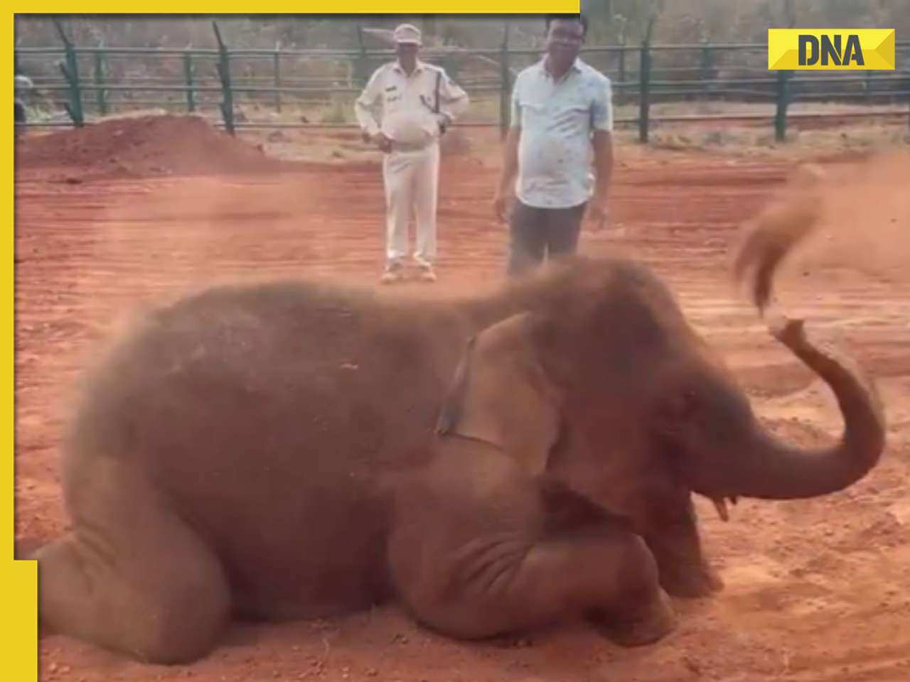 Viral video: Baby elephant plays ‘Holi’ with dust, internet can't help but go aww