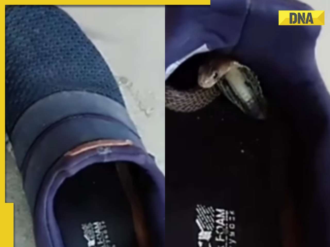 Baby cobra takes shelter inside shoe, terrifying video goes viral