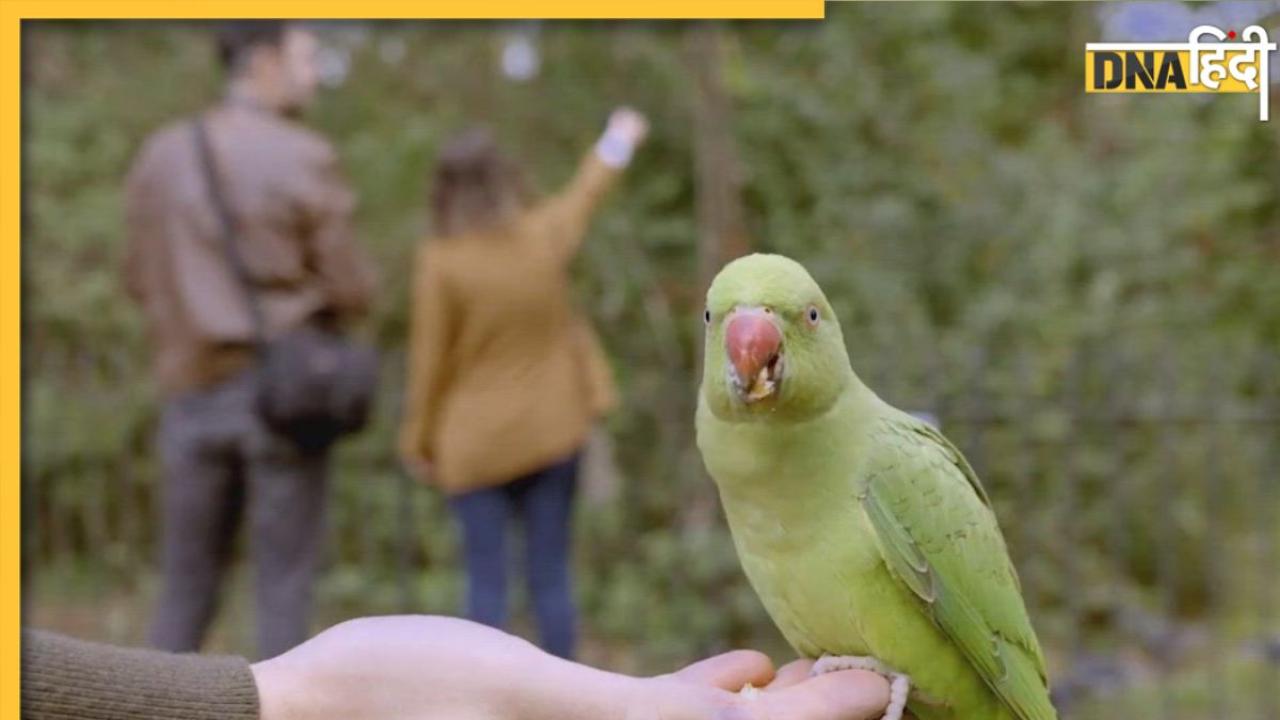 Parrot Fever: 5 मौतों से बढ़ी चिंता, दुनियाभर में फैला 'तोता बुखार'...जानिए कितना घातक है?