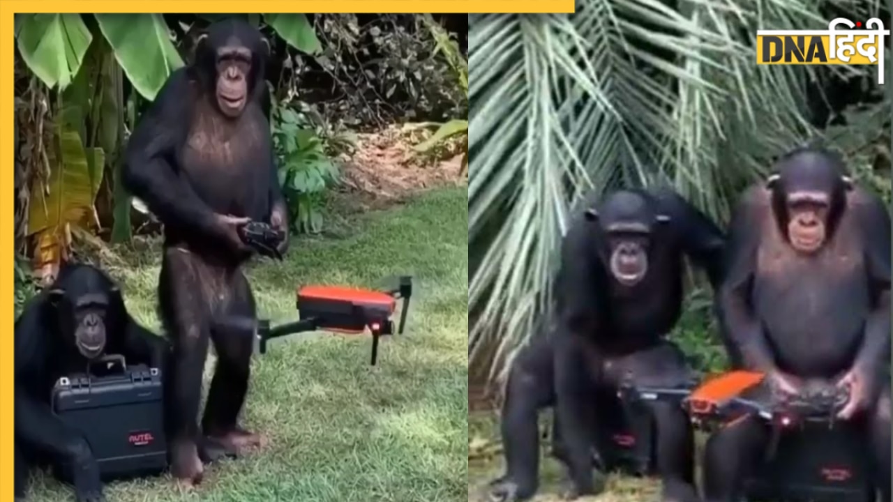 Viral News: चिंपांजी ने उड़ाया ड्रोन तो सोशल मीडिया पर हो गया वायरल, लोगों ने दी मजेदार प्रतिक्रिया, देखें वीडियो