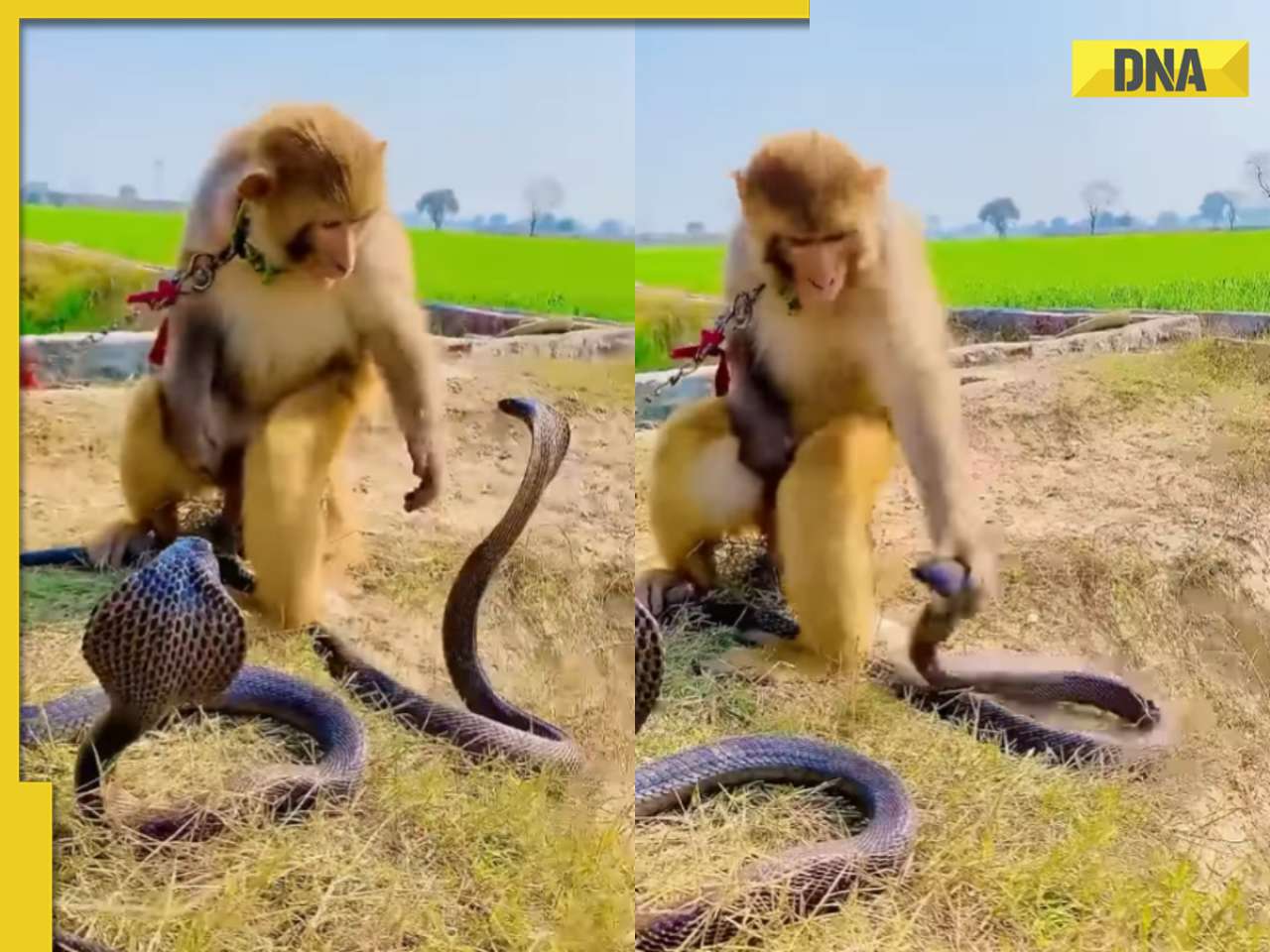 Viral video: Monkey playfully interacts with king cobra, internet is shocked