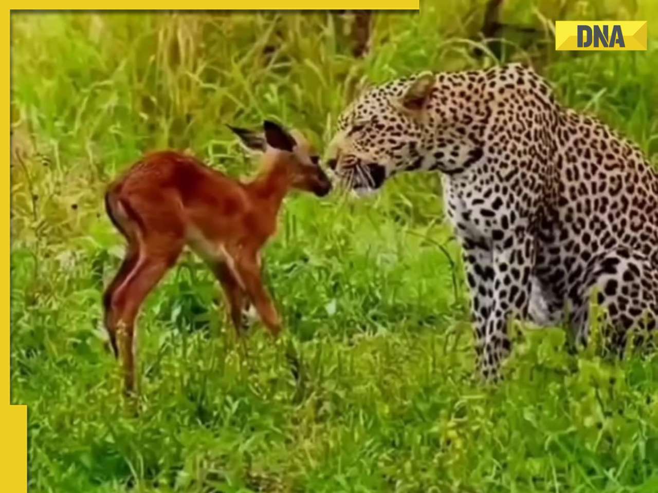 Viral video: Leopard comforts deer in unusual encounter, internet is stunned