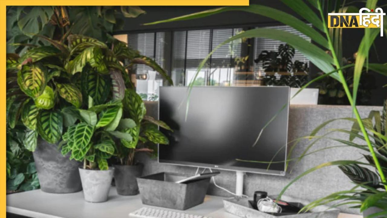 Vastu Tips For Office: ऑफिस के डेस्क पर भूलकर भी न रखें ये पौधे, नौकरी और व्यापार में मिलते हैं अशुभ फल