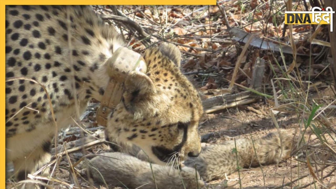 Kuno National Park से आई खुशखबरी, Cheetah Gamini ने दिया 5 शावकों को जन्म 