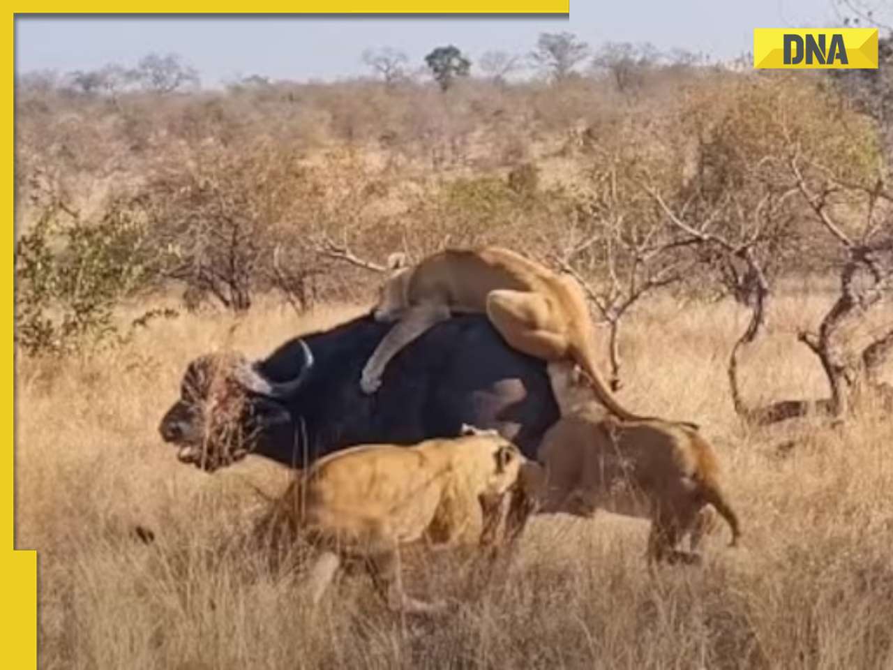 Viral video: Brave buffalo battles pride of lionesses in dramatic wildlife encounter, watch