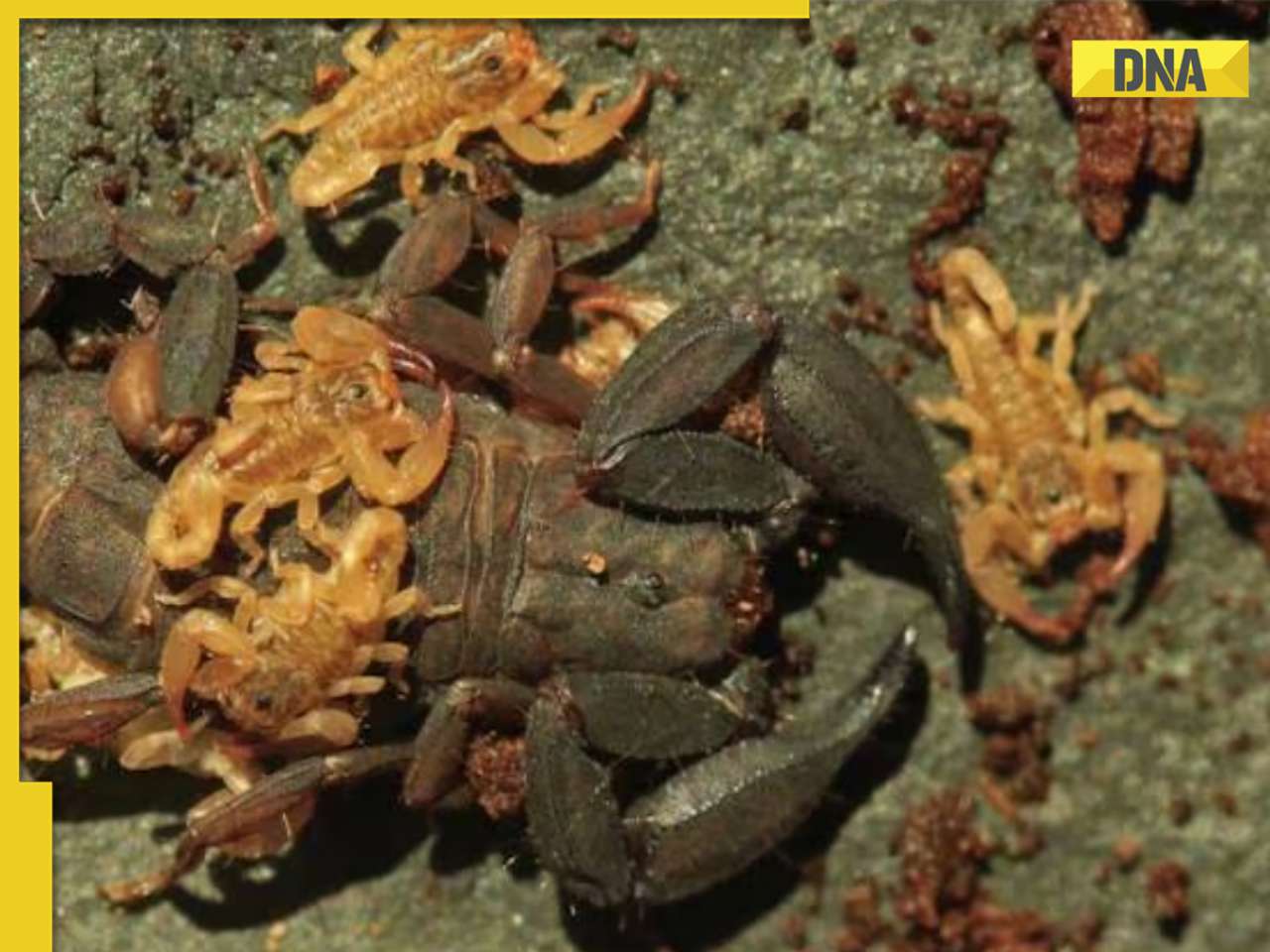 Eight-eyed, eight-legged scorpion species discovered in Thai National Park, details here