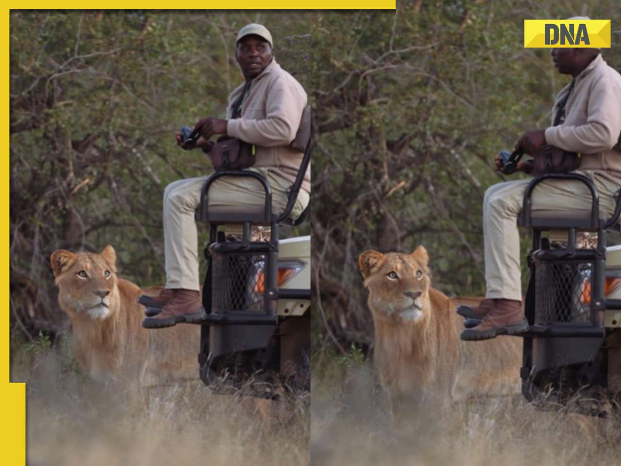 'That stare' : Safari guide's close encounter with lion leaves internet scared, viral video
