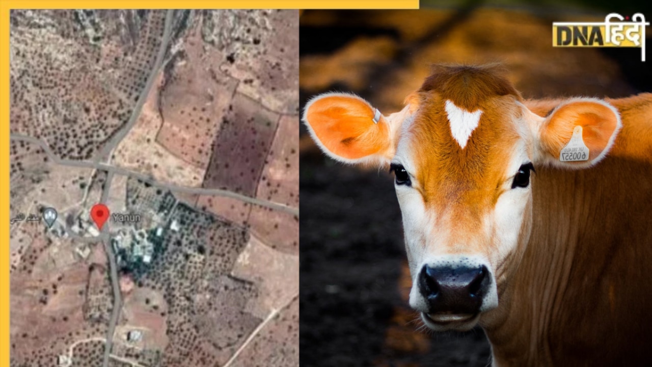 Viral News: Palestine में गाय से करवाई जा रही जासूसी? Israel पर लगा बड़ा आरोप