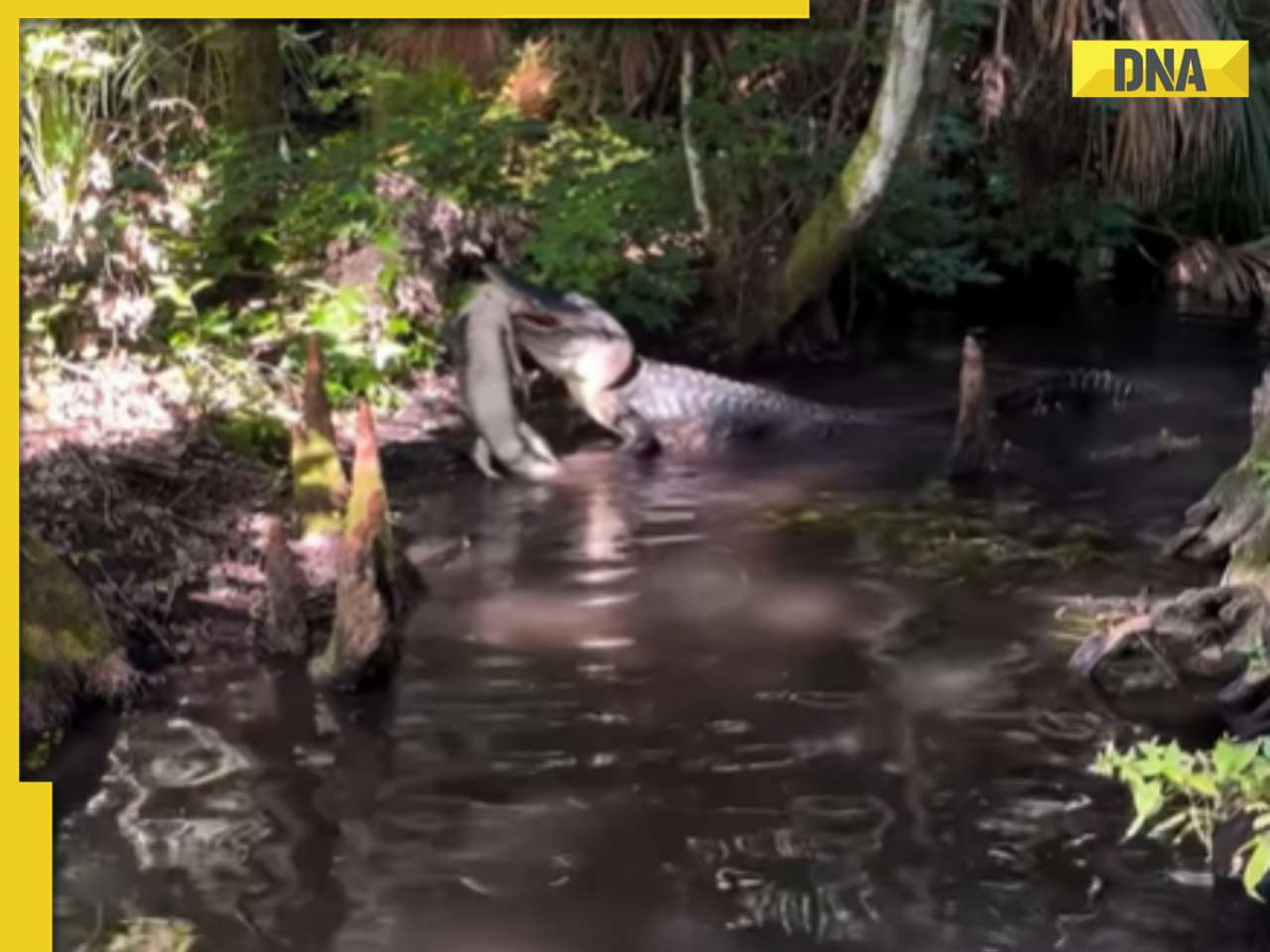Alligator eats other alligator in viral video, internet is shocked