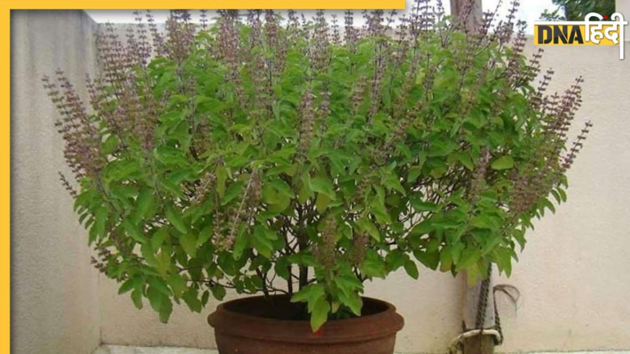 Tulsi Puja Niyam: तुलसी की मंजरी तोड़ने का जान लें नियम, इस दिन छूना भी है वर्जित