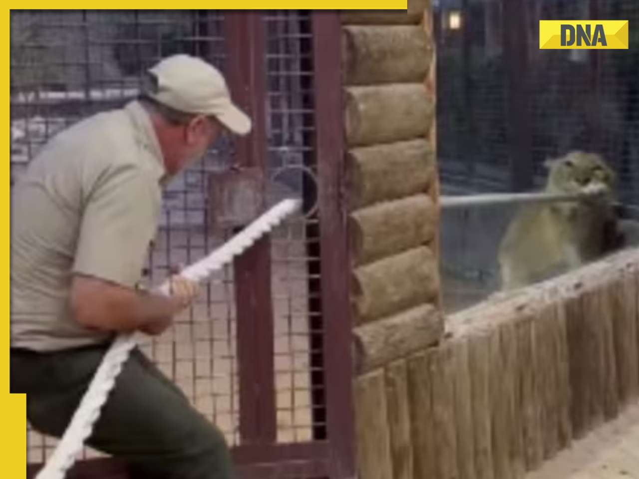 Viral video: Zookeeper takes on lion in epic tug of war challenge, watch who wins