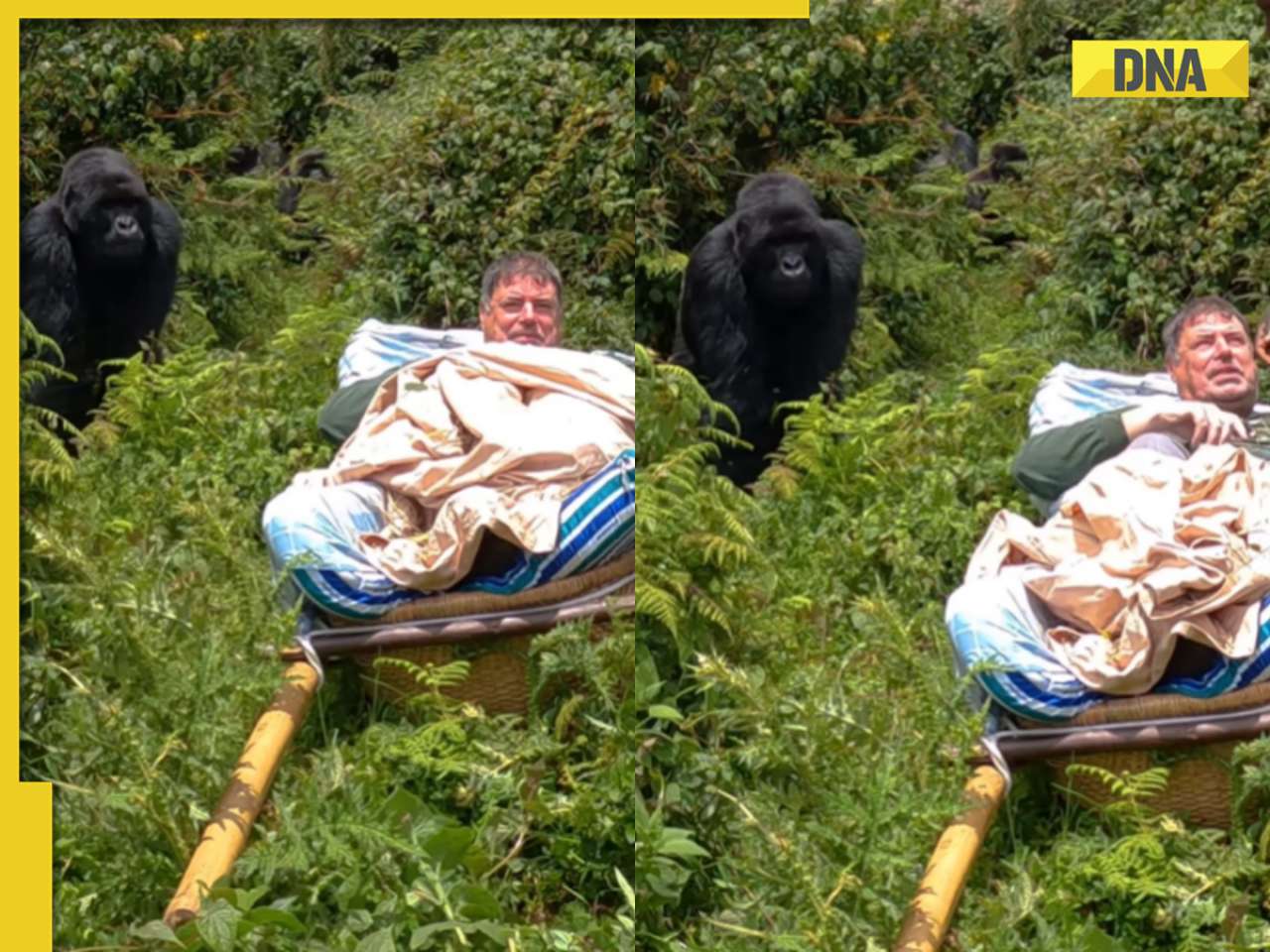 Viral video: Gorilla's extremely close encounter with tourist shocks internet, watch