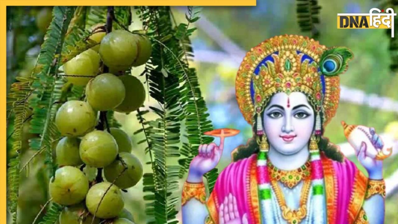 Amalaki Ekadashi के दिन करें आंवले से जुड़े ये उपाय, संतान प्राप्ति में बाधा और गृह क्लेश होगी दूर