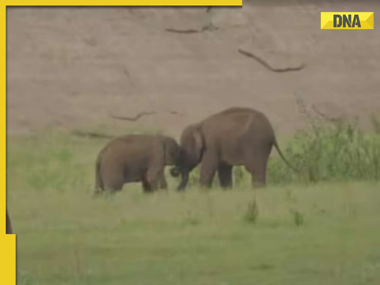 This adorable clip of two baby elephants playing will melt your hearts, watch