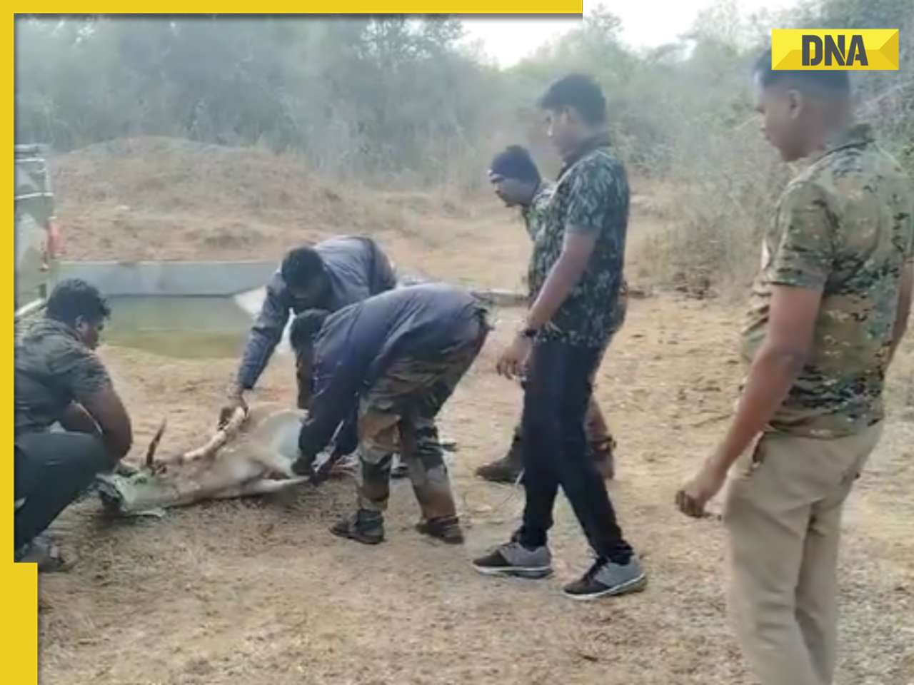 IAS officer shares heartwarming video of rescued spotted deer returning to wild, watch