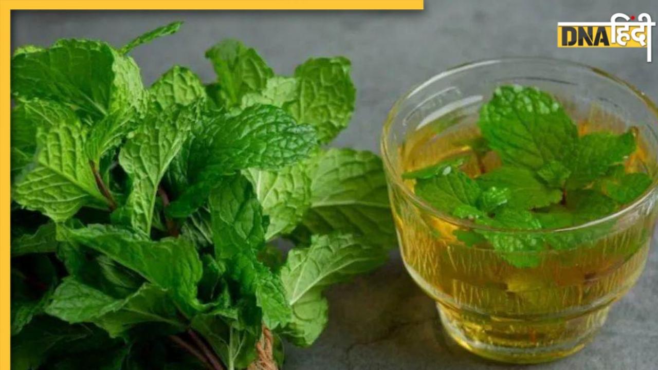 Mint Leaves Benefits: सर्दी जुकाम का कारगर उपाय है पुदीने के पत्ते, इसके इस्तेमाल से मिलेंगे 5 जबरदस्त फायदे