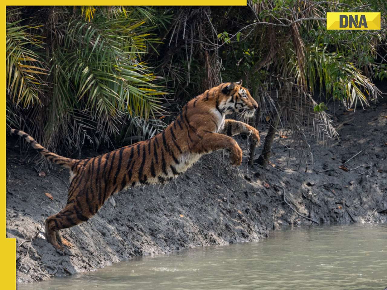 Viral video: This 'once in a lifetime shot' of tiger’s majestic leap will make your jaw drop, watch