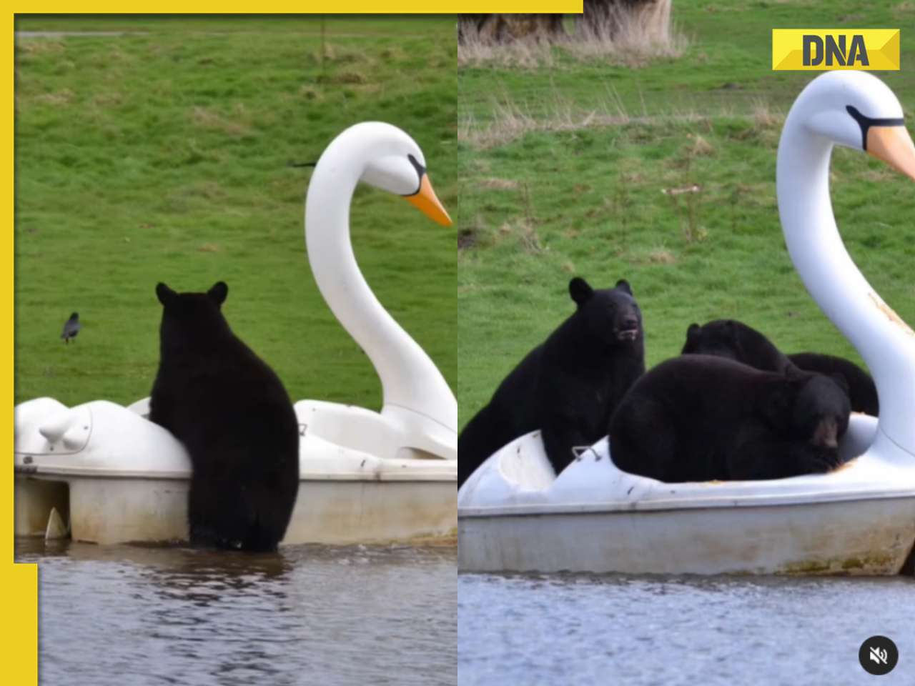 Pause your day and watch these bears enjoying a swanky swan boat ride