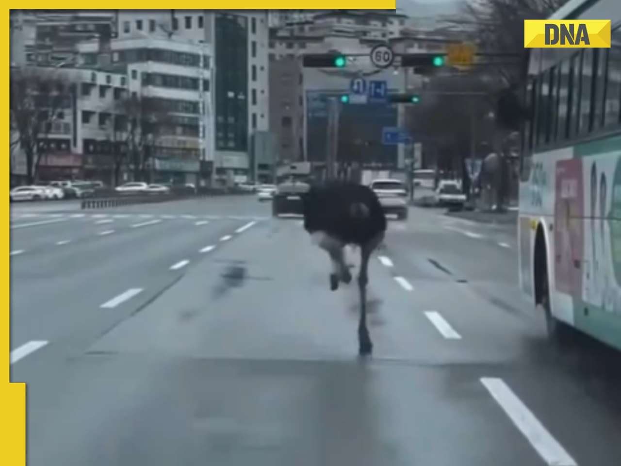Viral video: Escaped ostrich causes stir as it runs wild through South Korean city, watch