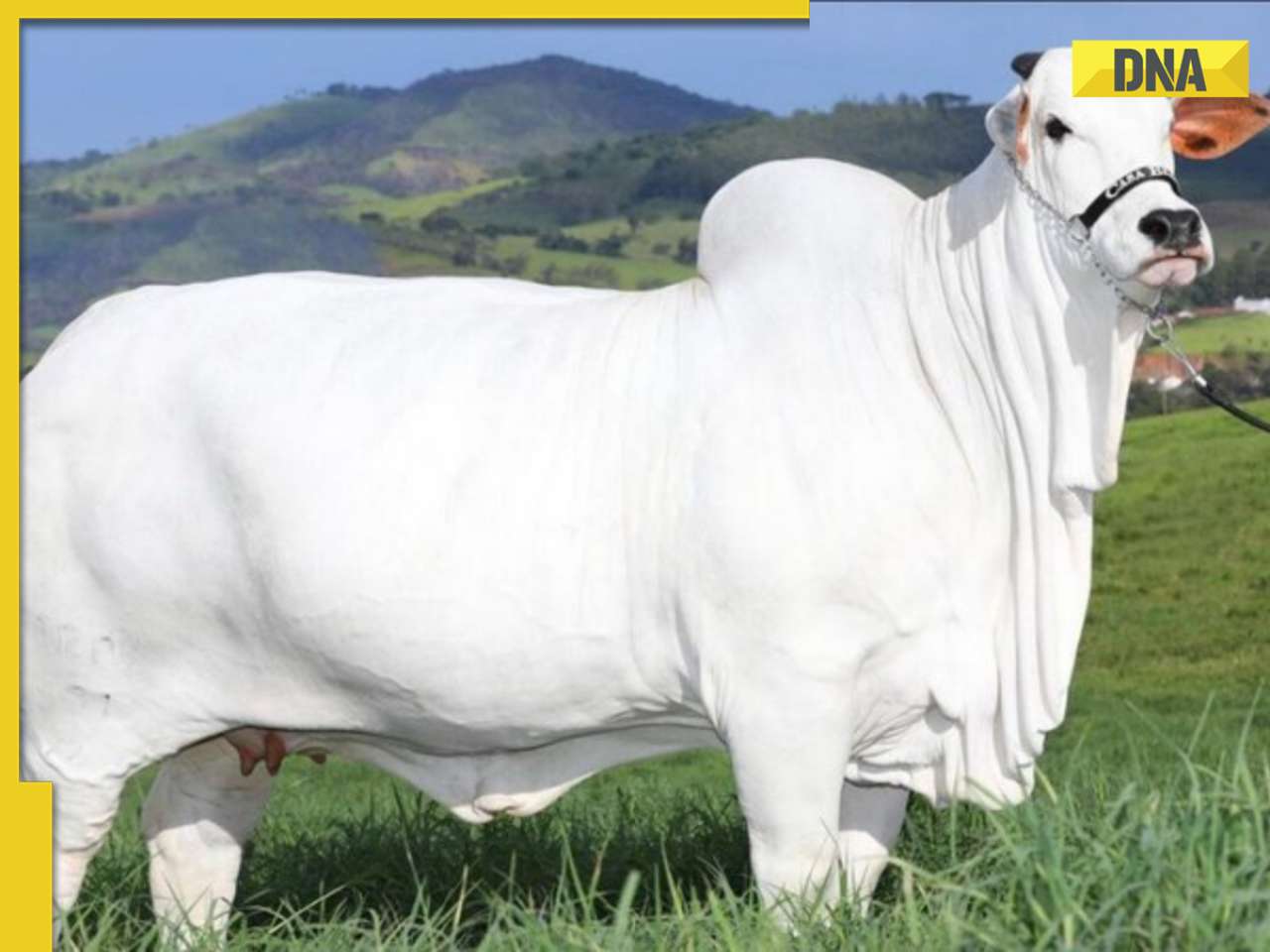 This 40 crore cow takes title as world's most expensive cow
