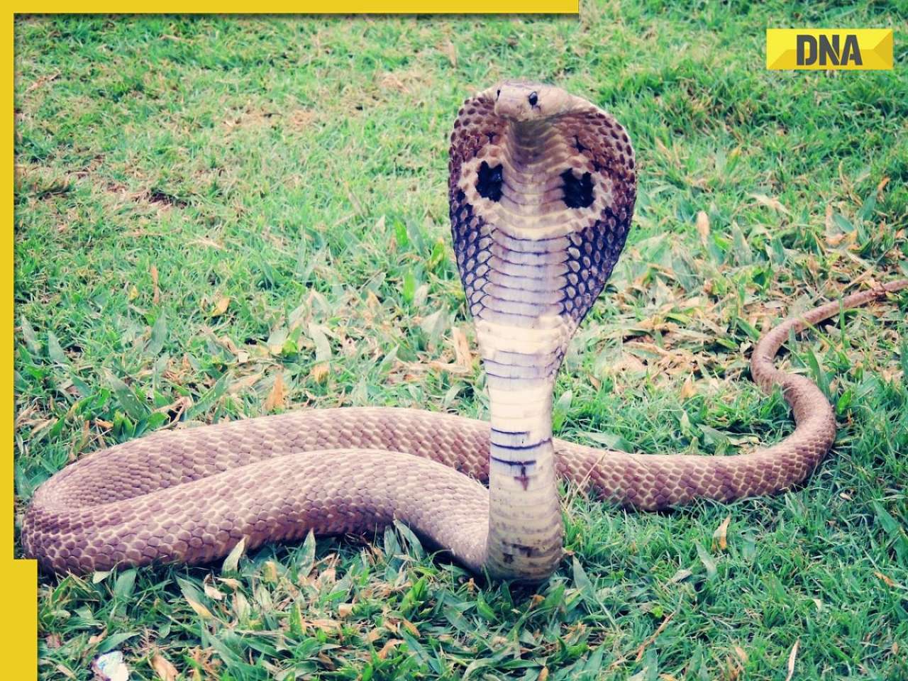 Viral: Man kisses King cobra on head, what happened next will leave you in shock, watch video