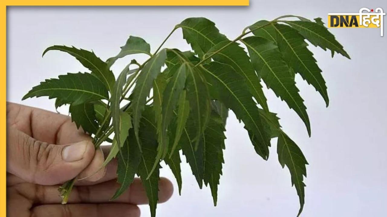 Neem Leaves Benefits: सुबह खाली पेट चबाएं नीम की पत्तियां सेहत को मिलेंग ये 4 फायदे, दुरुस्त रहेगी सेहत