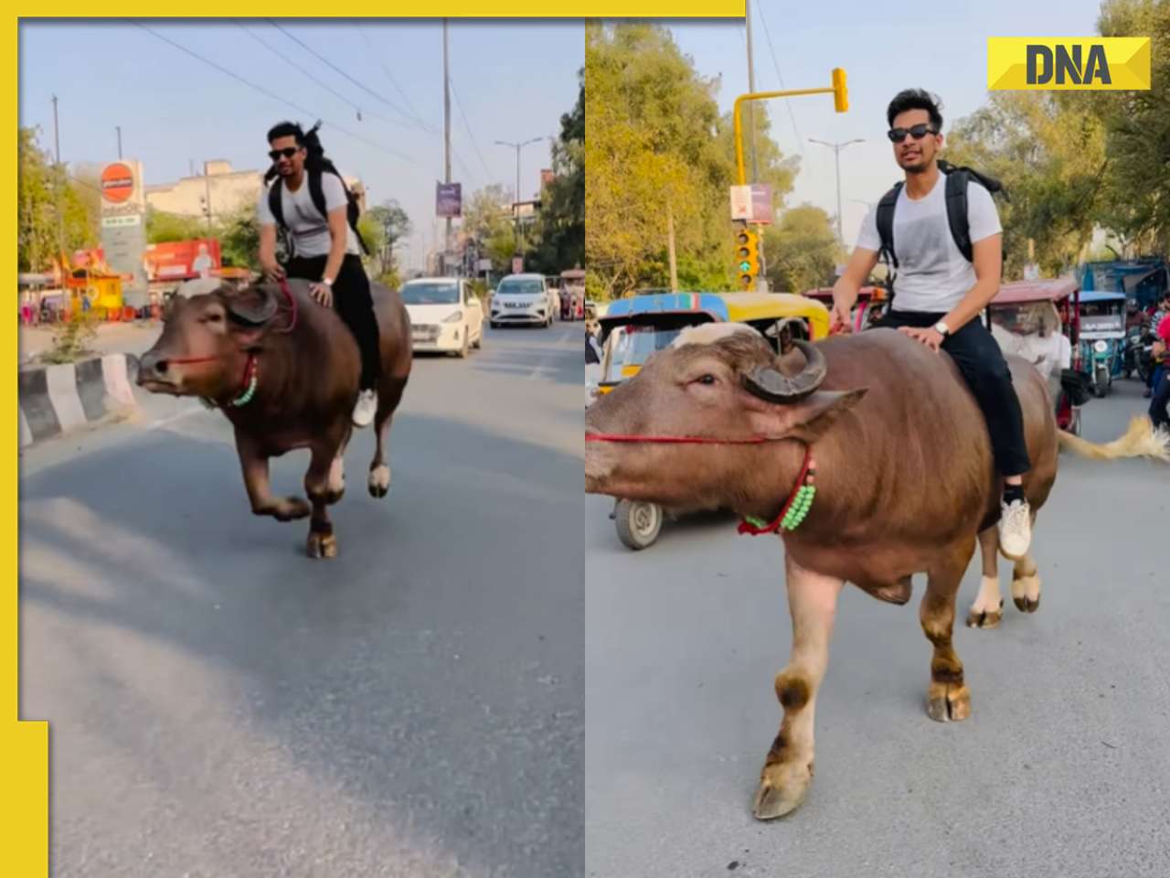 Man rides bull amidst bustling road, video goes viral with 41 million views