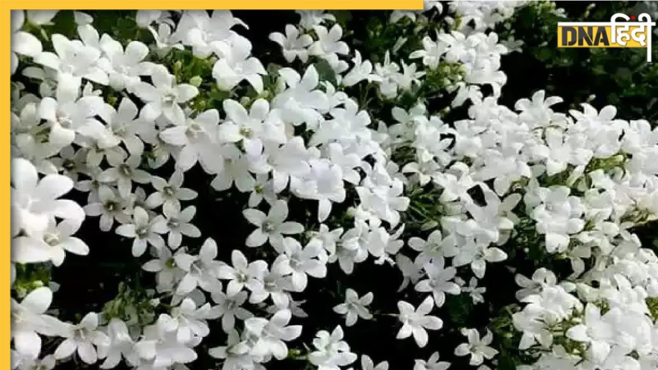 Night Queen Flower Benefits: डायबिटीज से लेकर गठिया जैसी 6 बीमारियों का काल है ये खुशबूदार फूल