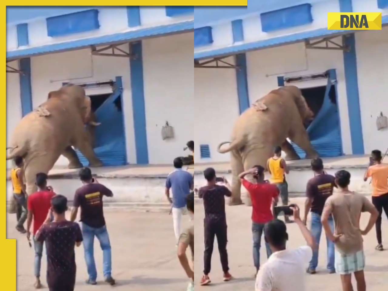Viral video: Elephant smashes godown shutter for food, feasts on grains